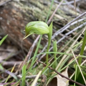 Pterostylis nutans at Bango, NSW - suppressed