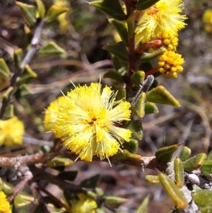 Acacia gunnii at Majura, ACT - 31 Aug 2023