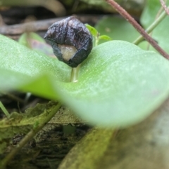 Corysanthes incurva (Slaty Helmet Orchid) at Bango Nature Reserve - 8 Sep 2023 by AJB