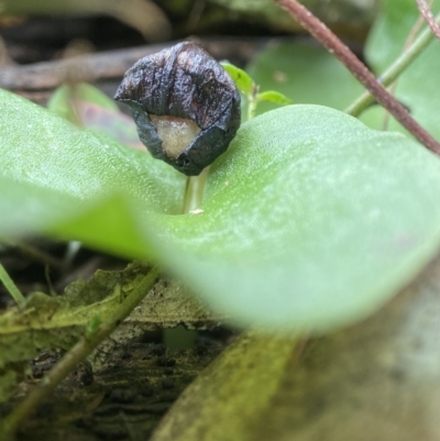 Corysanthes incurva (Slaty Helmet Orchid) at Bango Nature Reserve - 8 Sep 2023 by AJB