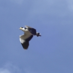 Vanellus miles (Masked Lapwing) at Namadgi National Park - 27 Aug 2023 by AlisonMilton