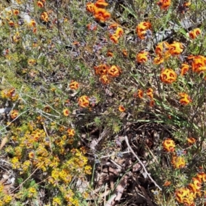 Dillwynia sp. Yetholme (P.C.Jobson 5080) NSW Herbarium at Hackett, ACT - 31 Aug 2023