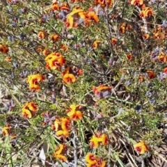 Dillwynia sp. Yetholme (P.C.Jobson 5080) NSW Herbarium at Hackett, ACT - 31 Aug 2023