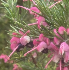 Grevillea rosmarinifolia subsp. rosmarinifolia (Rosemary Grevillea) at Adelong, NSW - 8 Sep 2023 by JaneR