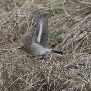 Petroica phoenicea at Rendezvous Creek, ACT - 27 Aug 2023 11:35 AM