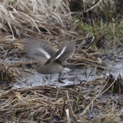 Petroica phoenicea at Rendezvous Creek, ACT - 27 Aug 2023