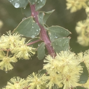 Acacia pravissima at Adelong, NSW - 8 Sep 2023