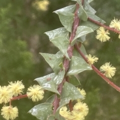 Acacia pravissima at Adelong, NSW - 8 Sep 2023 11:15 AM