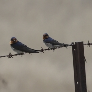 Hirundo neoxena at Rendezvous Creek, ACT - 27 Aug 2023