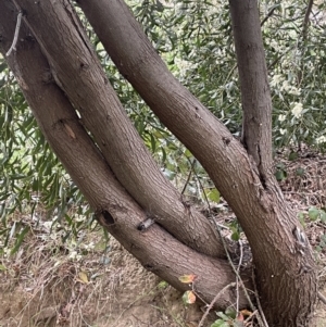 Acacia melanoxylon at Adelong, NSW - 8 Sep 2023