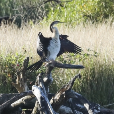 Anhinga novaehollandiae (Australasian Darter) at Fyshwick, ACT - 11 Feb 2023 by AlisonMilton