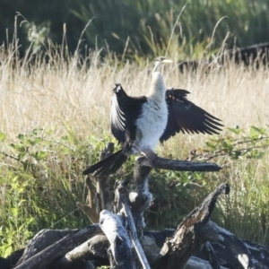 Anhinga novaehollandiae at Fyshwick, ACT - 12 Feb 2023