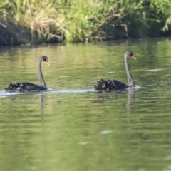 Cygnus atratus (Black Swan) at Campbell, ACT - 12 Feb 2023 by AlisonMilton