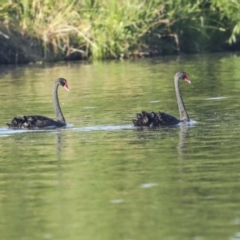 Cygnus atratus (Black Swan) at Jerrabomberra Wetlands - 11 Feb 2023 by AlisonMilton