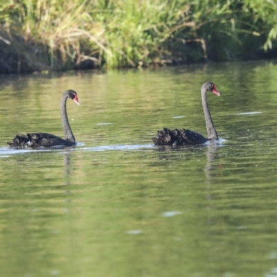 Cygnus atratus (Black Swan) at Campbell, ACT - 12 Feb 2023 by AlisonMilton
