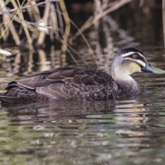 Anas superciliosa (Pacific Black Duck) at Fyshwick, ACT - 12 Feb 2023 by AlisonMilton