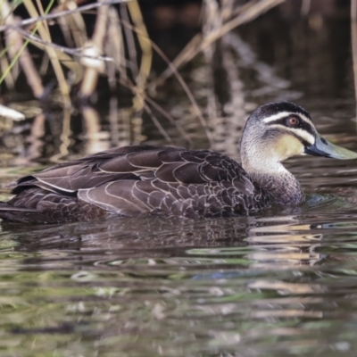 Anas superciliosa (Pacific Black Duck) at Fyshwick, ACT - 11 Feb 2023 by AlisonMilton