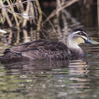 Anas superciliosa (Pacific Black Duck) at Fyshwick, ACT - 12 Feb 2023 by AlisonMilton