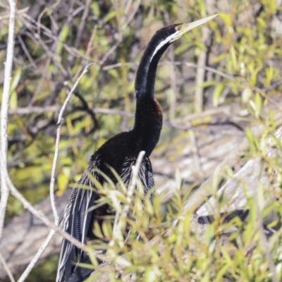 Anhinga novaehollandiae (Australasian Darter) at Fyshwick, ACT - 11 Feb 2023 by AlisonMilton