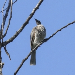 Philemon corniculatus at Fyshwick, ACT - 12 Feb 2023 08:27 AM