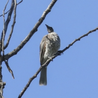 Philemon corniculatus (Noisy Friarbird) at Fyshwick, ACT - 11 Feb 2023 by AlisonMilton