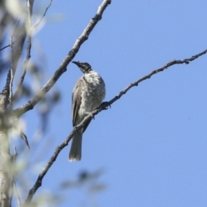 Philemon corniculatus at Fyshwick, ACT - 12 Feb 2023