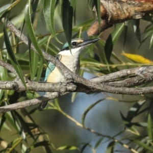 Todiramphus sanctus at Fyshwick, ACT - 12 Feb 2023