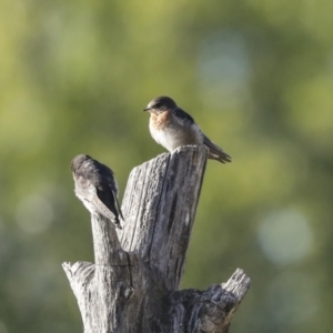 Hirundo neoxena at Campbell, ACT - 12 Feb 2023 08:51 AM