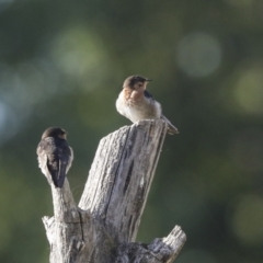 Hirundo neoxena at Campbell, ACT - 12 Feb 2023 08:51 AM