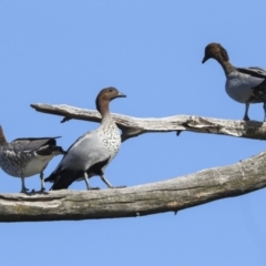 Chenonetta jubata (Australian Wood Duck) at Central Molonglo - 11 Feb 2023 by AlisonMilton