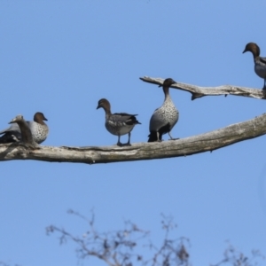 Chenonetta jubata at Fyshwick, ACT - 12 Feb 2023