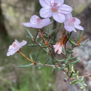 Ricinocarpos bowmanii at Adelong, NSW - 8 Sep 2023