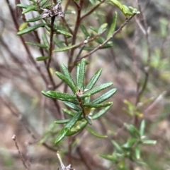 Ricinocarpos bowmanii at Adelong, NSW - 8 Sep 2023