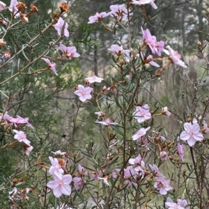 Ricinocarpos bowmanii at Adelong, NSW - 8 Sep 2023