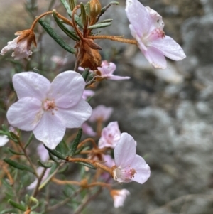 Ricinocarpos bowmanii at Adelong, NSW - 8 Sep 2023