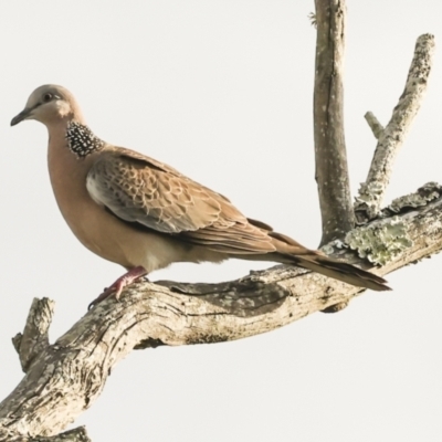Spilopelia chinensis (Spotted Dove) at Ballina, NSW - 1 Aug 2023 by AlisonMilton