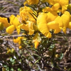 Dillwynia sp. Yetholme (P.C.Jobson 5080) NSW Herbarium at Hackett, ACT - 31 Aug 2023 by JenniM