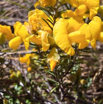 Dillwynia sp. Yetholme (P.C.Jobson 5080) NSW Herbarium at Hackett, ACT - 31 Aug 2023 by JenniM