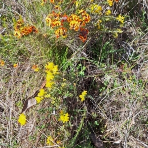 Dillwynia sp. Yetholme (P.C.Jobson 5080) NSW Herbarium at Hackett, ACT - 31 Aug 2023 12:34 PM