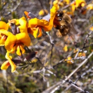 Dillwynia sp. Yetholme (P.C.Jobson 5080) NSW Herbarium at Hackett, ACT - 31 Aug 2023 12:34 PM