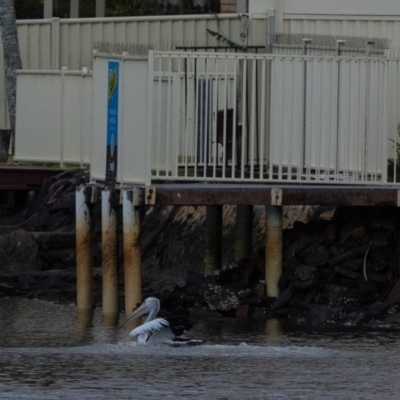 Ardea alba (Great Egret) at Ballina, NSW - 2 Aug 2023 by AlisonMilton