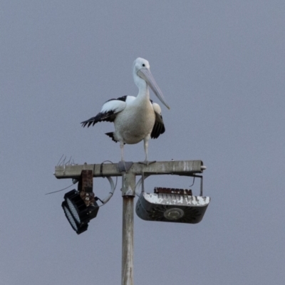 Pelecanus conspicillatus (Australian Pelican) at Ballina, NSW - 1 Aug 2023 by AlisonMilton