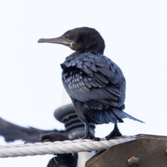 Phalacrocorax sulcirostris (Little Black Cormorant) at Ballina, NSW - 2 Aug 2023 by AlisonMilton
