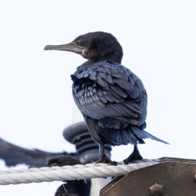 Phalacrocorax sulcirostris (Little Black Cormorant) at Ballina, NSW - 2 Aug 2023 by AlisonMilton