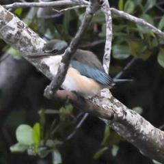 Todiramphus sanctus (Sacred Kingfisher) at Ballina, NSW - 1 Aug 2023 by AlisonMilton