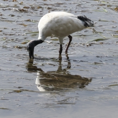 Threskiornis molucca (Australian White Ibis) at Tweed Heads South, NSW - 2 Aug 2023 by AlisonMilton