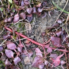 Ludwigia palustris (Marsh Purslane) at Jugiong, NSW - 8 Sep 2023 by JaneR