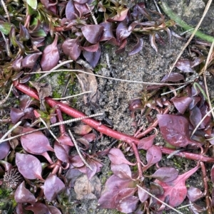 Ludwigia palustris at Jugiong, NSW - 8 Sep 2023 02:52 PM