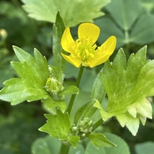 Ranunculus muricatus at Jugiong, NSW - 8 Sep 2023