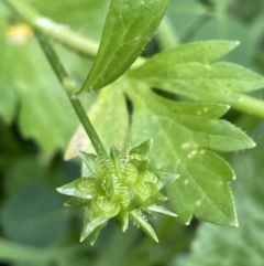 Ranunculus muricatus at Jugiong, NSW - 8 Sep 2023